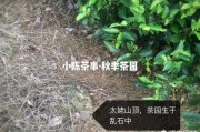 白毫银针的文案怎么写:白毫银针的口感怎么样？