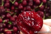 车厘子朋友圈文案:朋友圈怎么发销樱桃的语句？