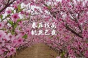 3月文案:三月份的桃花，可有属于它自己的文案？