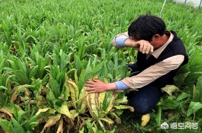 农产品通过互联网销售出去，人工费、运费这个算下来总体还比市面上价格贵，你会买吗？