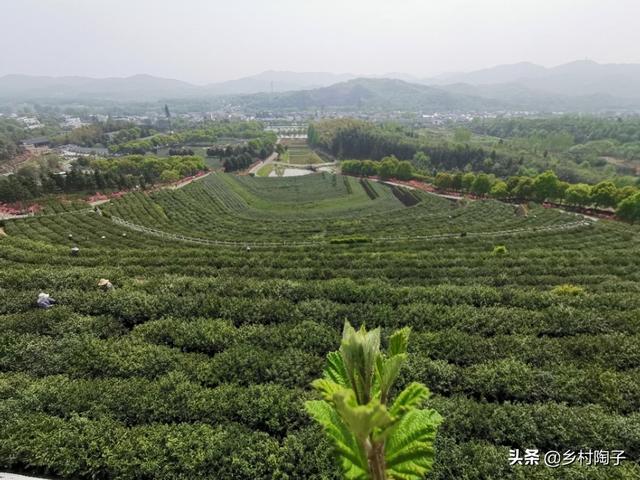 自己家有茶叶，怎么打开市场？