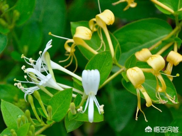 麦冬、甘草、金银花和胖大海在一起泡水，有什么功效？