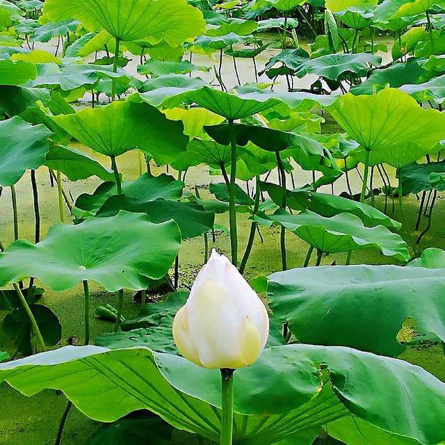 花的类型有哪些？