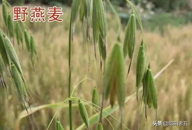 治野麦子什么时候最好？为什么？