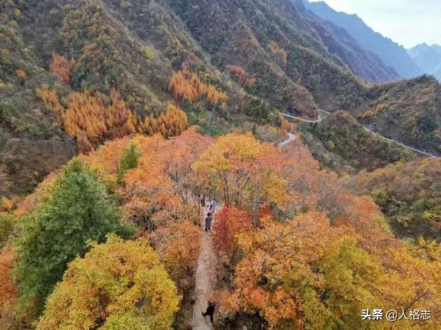 在重庆就业前景怎么样？新媒体运营，网络工程，哪一个好一点？