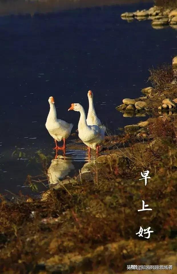 头条自媒体以后会不会走上电子商务的模式，创作者变成店铺经营者？