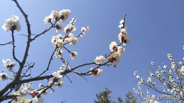 如何拍摄“春日游，杏花吹满头。”诗句中的场景？