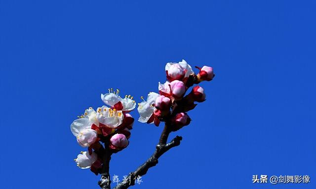 如何拍摄“春日游，杏花吹满头。”诗句中的场景？