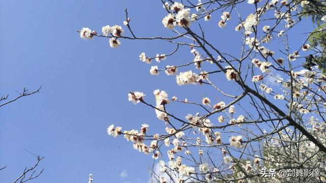 如何拍摄“春日游，杏花吹满头。”诗句中的场景？