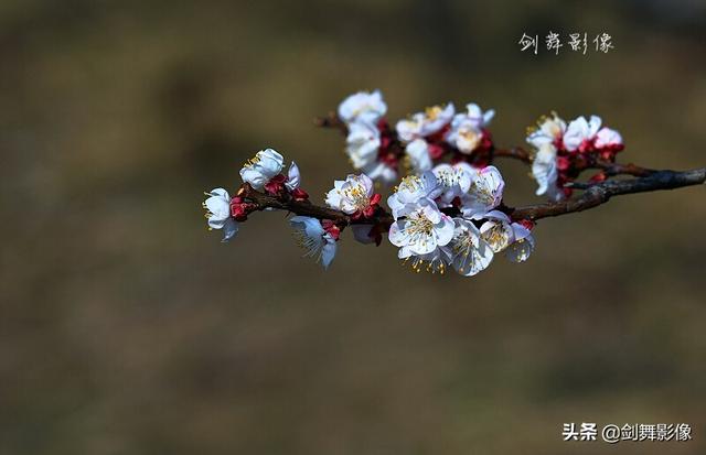 如何拍摄“春日游，杏花吹满头。”诗句中的场景？