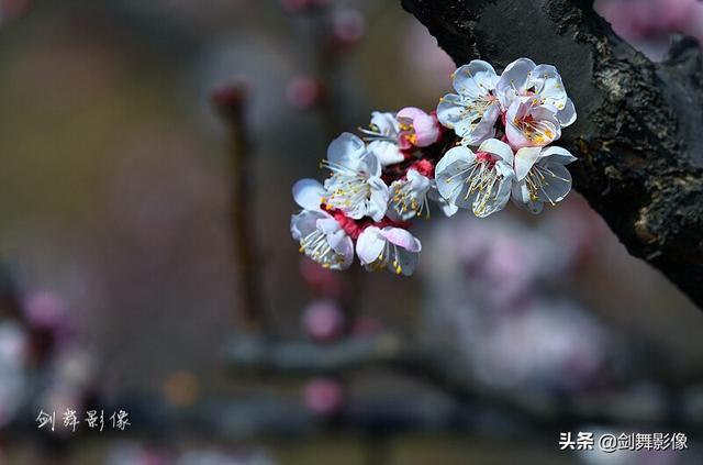 如何拍摄“春日游，杏花吹满头。”诗句中的场景？