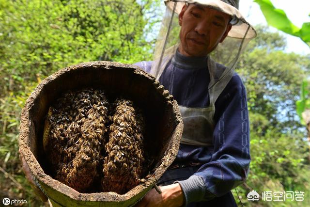 大山里的土蜂蜜怎么写文案卖的出去？