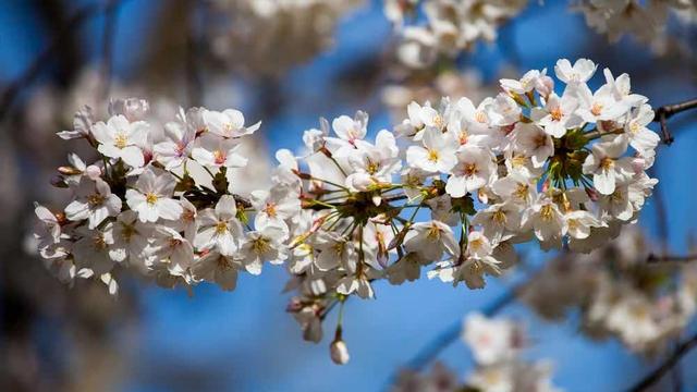 能否说说描述“春分”这个节气最好的句子？