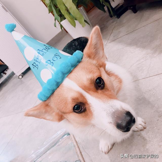 大家都是怎么给狗狗过生日的？