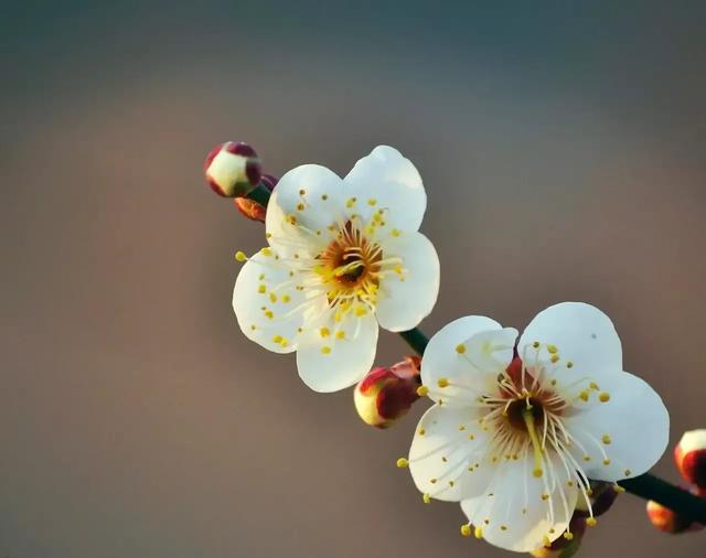 女神节朋友圈文案怎么发？